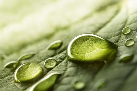 Canvastavla - Multipart Water Drops on a Leaf on