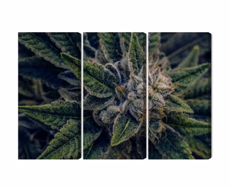 Canvastavla - Multipart Cannabis Plant Close Up