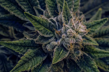 Canvastavla - Multipart Cannabis Plant Close Up
