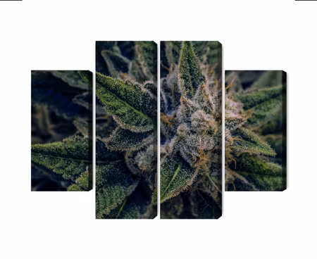 Canvastavla - Multipart Cannabis Plant Close Up