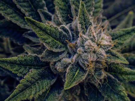 Canvastavla - Multipart Cannabis Plant Close Up