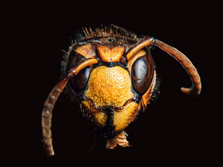 Canvastavla - Multipart Hornet on a Macro Scale