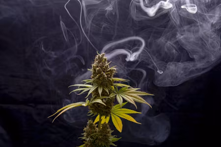 Canvastavla - Multipart Cannabis Plant on a Smoky