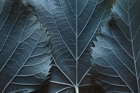 Canvastavla - Multipart Leaves with a Macro with