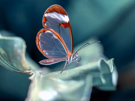 Canvastavla - Multipart Glass-winged Butterfly