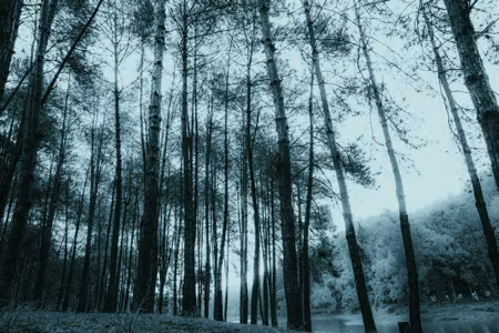 Canvastavla - Birch Tree Forest