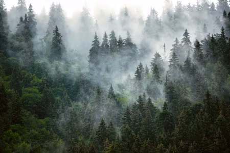 Canvastavla - Foggy Dark Forest