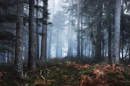 Canvastavla - Forest in the Fog
