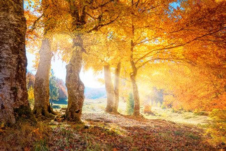 Canvastavla - Warm Autumn Landscape