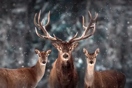 Canvastavla - Multipart a Deer and Two Does in