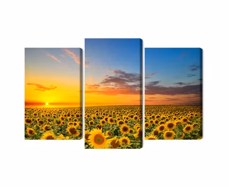 Canvastavla - Multipart Sunset over a D Sunflower
