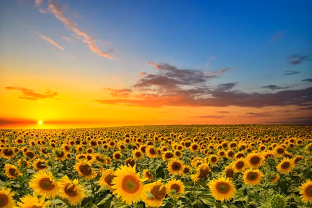 Canvastavla - Multipart Sunset over a D Sunflower