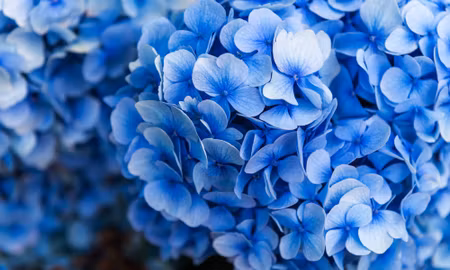 Canvastavla - Multipart Blue Hydrangea Flowers