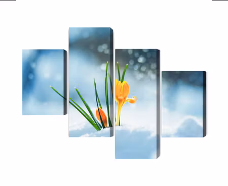 Canvastavla - Multipart Yellow Crocuses Breaking