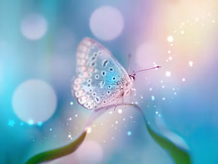 Canvastavla - Multipart a Delicate Butterfly on a