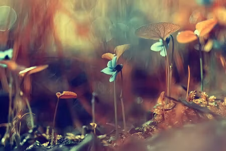 Canvastavla - Multipart Delicate Plants on a