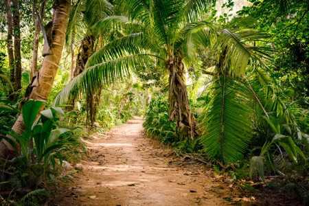 Canvastavla - Multipart Path in a Tropical D