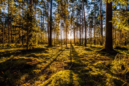 Canvastavla - Multipart Morning Sun Rays in the