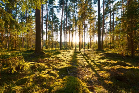 Canvastavla - Multipart Forest Landscape with