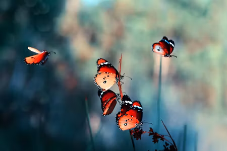 Canvastavla - Multipart Colorful Butterflies on a