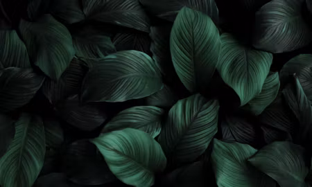 Canvastavla - Multipart Green Leaves on a Macro