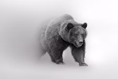 Canvastavla - Multipart Bear in the Fog D