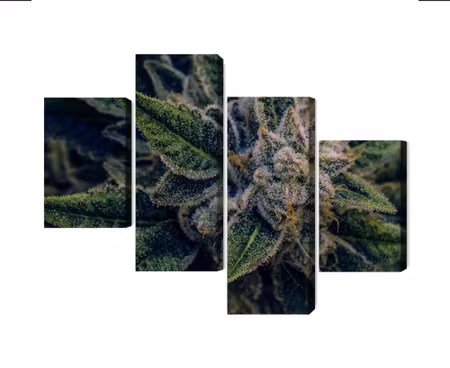 Canvastavla - Multipart Cannabis Plant Close Up