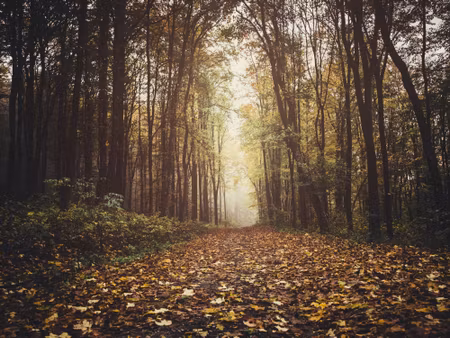 Canvastavla - Autumn Forest