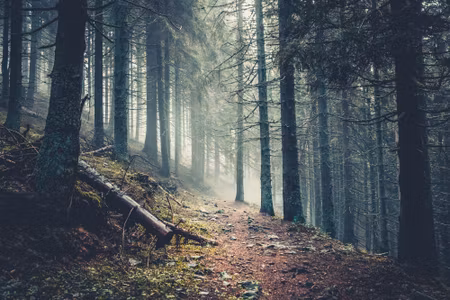 Canvastavla - Trail in a Dark Pine Forest on the