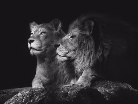 Canvastavla - Multipart Lion and Lioness on a
