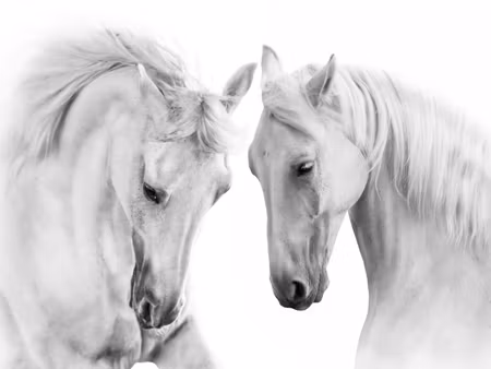 Canvastavla - Multipart Two Horses on a White