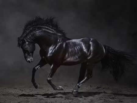 Canvastavla - Multipart Black Horse At a Gallop