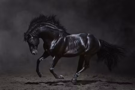 Canvastavla - Multipart Black Horse At a Gallop