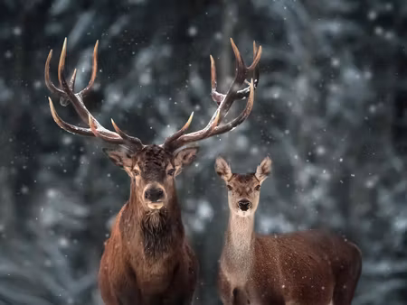 Canvastavla - Multipart Deer and Doe in the D