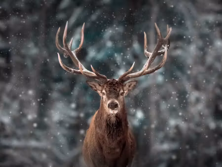 Canvastavla - Multipart Deer in the Forest D