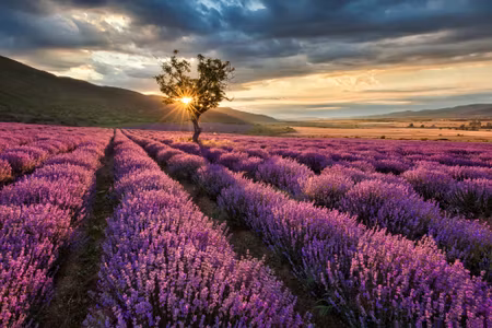 Canvastavla - Multipart Lavender Field At Sunset D