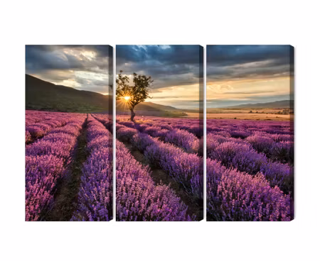 Canvastavla - Multipart Lavender Field At Sunset D