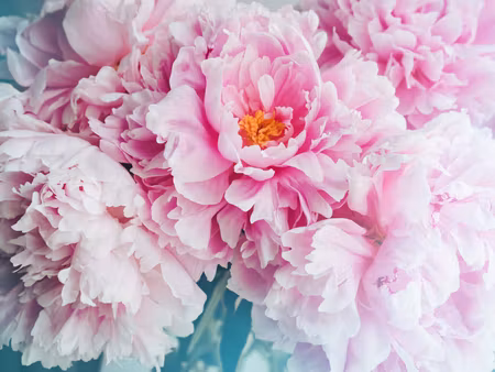 Canvastavla - Multipart D Peony Bouquet