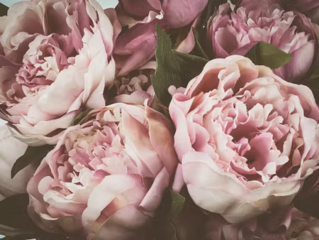 Canvastavla - Multipart Delicate Vintage Peony