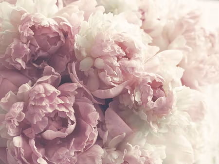 Canvastavla - Multipart Peonies in Shades of Pink