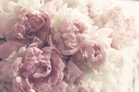 Canvastavla - Multipart Peonies in Shades of Pink