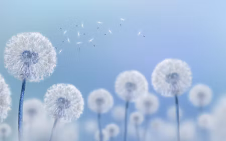 Canvastavla - Multipart Dandelions on a Blue