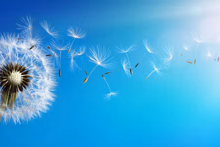 Canvastavla - Multipart Dandelion with Flying