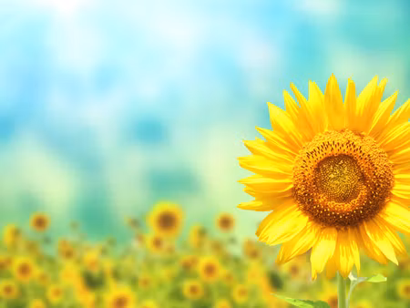 Canvastavla - Multipart Decorative D Sunflower