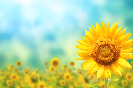 Canvastavla - Multipart Decorative D Sunflower