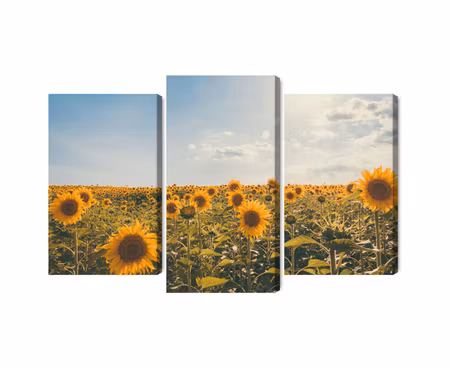 Canvastavla - Multipart Sunflower Field on a