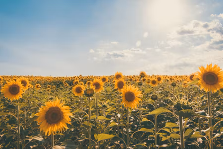 Canvastavla - Multipart Sunflower Field on a