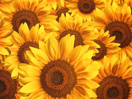 Canvastavla - Multipart D Sunflower Flowers