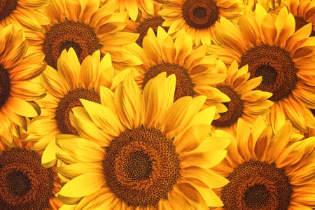 Canvastavla - Multipart D Sunflower Flowers