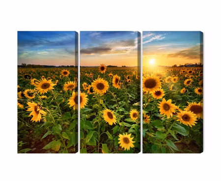 Canvastavla - Multipart Sunflower Field At Sunset